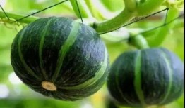 网红吃的生瓜是什么品种,探寻神秘品种背后的美味传奇